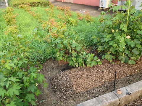 s-20130808立ちごけ②回目